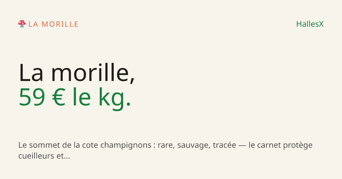 Vignette OG — 🍄 La morille